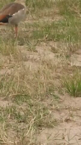 A bird with a brown head and neck, a gray and tan body, and pink legs walks across a grassy field. The bird has a long neck that it sometimes stretches upward. The field consists of green grass interspersed with patches of bare dirt.