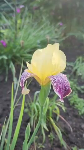 A close-up shot of a yellow iris flower with purple veining on its petals is captured in this video. The flower is in focus, with its delicate petals and stamen clearly visible. The background is a blur of green foliage and dark soil, suggesting an outdoor garden setting. The lighting is soft and diffused, indicating it may be early morning or late afternoon. There are no people or animals present in the video. The video is static, with no camera movement.