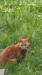 Spring afternoon moments captured across Sofia featuring cats, smoothies, blooms