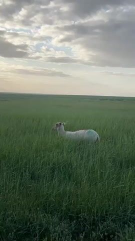 A sheep with a green marking on its back is visible in the middle of a large, green field. The field is covered in tall grass, and the sheep is partially obscured by it. In the background, there is a clear horizon under a partly cloudy sky. The lighting suggests either sunrise or sunset. The camera is static.