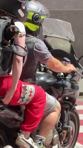A couple on a motorcycle drives by on a sunny day. The driver is wearing a gray shirt, a black leather vest, gray shorts, and a helmet with a neon yellow accent.  The passenger behind him wears a white T-shirt, red pants with a colorful design, Puma sneakers, and a black helmet. A small black dog is perched in a gray dog carrier backpack on the passenger's back, looking out of the bag. The motorcycle is black with a silver exhaust pipe, and has a Spanish license plate that reads "4551 GEJ". The background shows a European city street with buildings.