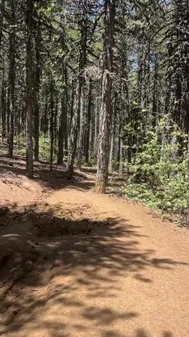This is a vertical video of a dirt path winding through a forest. The path is covered in pine needles and has some loose dirt on the sides. The trees are tall and thin, with a mix of evergreen and deciduous species. Sunlight filters through the canopy, creating dappled shadows on the ground. There are no people or animals visible in the video. The overall impression is one of a peaceful, natural environment.
