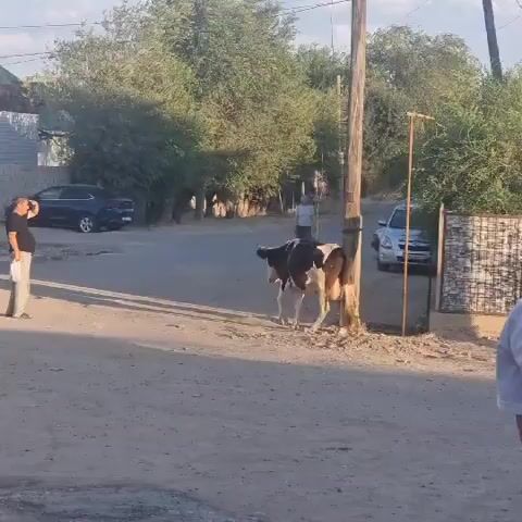 A man in a white shirt and grey pants stands on a dirt road, holding a bag. A black and white cow is tethered to a wooden pole to his right, facing away from him. Behind the cow, a man in a light blue shirt walks away. To the left, a dark blue car is parked. In the background, there are trees and buildings. A second, younger man in a white shirt and black shorts is pushing a wooden cart with wheels on the left side of the frame. Another man in a white shirt is partially visible on the far right, walking away from the camera. The scene takes place in a sunny, outdoor environment.