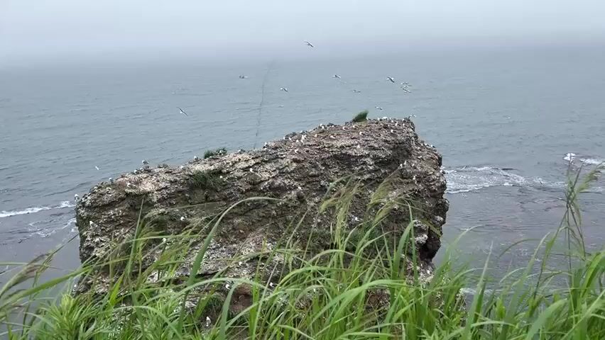 The video shows a large rock formation jutting out into the ocean. The rock is densely populated with seagulls, with many of them perched on its surface and others flying in the air around it. The water is choppy and grey, suggesting cloudy or overcast weather. The rock appears to be covered in guano, a typical sign of a large bird colony. There are some green plants growing on the top of the rock. The overall impression is of a wild and natural coastal environment.