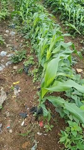 A close-up video shows a row of young corn plants growing in soil. The corn stalks are green and have long, slender leaves. The ground is covered with dry leaves, some small weeds, and a few pieces of trash, including plastic bags and colorful wrappers. The lighting suggests it is daytime, and the environment appears to be an outdoor agricultural setting. The camera pans slowly along the row of plants, showing their uniformity.