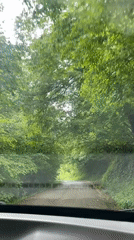 Driver captures scenic tree-canopied road in rural Spain