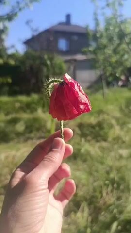 A close-up, vertical shot captures a human hand holding a single, vibrant red flower against a blurred natural background. The flower appears to be a poppy, with delicate, slightly crinkled red petals forming a partially closed bloom or bud. Its slender green stem, which has a slightly hairy texture, is held gently between the thumb and forefinger of the right hand. The hand has a fair skin tone, and the other fingers are loosely curled.

The background is softly out of focus, highlighting the flower. Lush green grass is visible in the midground, suggesting a garden or open field. Further in the distance, a residential house with a dark roof and a visible window stands partially obscured by green trees and foliage. Above, a clear, bright blue sky completes the scene. The natural lighting is strong and consistent, indicating a sunny day, likely mid-morning or afternoon in a serene, rural or suburban setting in Goryachevodsky, Russia.