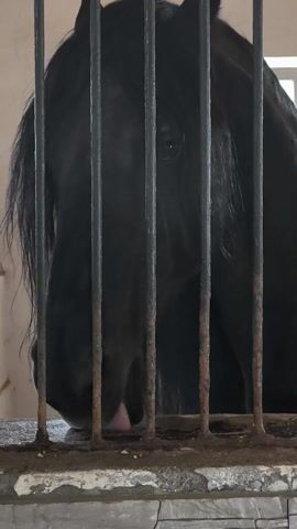 The video shows the head of a black horse in a stable, seen through the bars of its stall. The bars are black with some rust. The horse is eating, its tongue sticking out slightly to reach the food. The stable walls are painted a light color. The horse's mane is long and black.