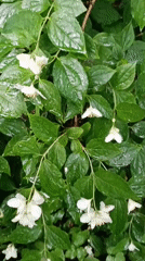 Rain shower documented in Kommunarka residential area