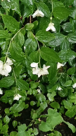 Rain shower documented in Kommunarka residential area