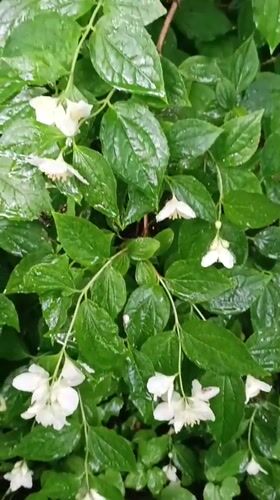 Rain shower documented in Kommunarka residential area