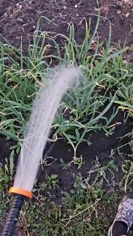 The video shows a person watering a garden. The person holds a black and orange nozzle attached to a hose and sprays water in an arching stream on a row of tall, slender green plants growing in a dark soil bed. Surrounding the bed are patches of grass and other plants. In the background, a dark brown tilled garden space, a patch of green vegetables, and the edge of a building are visible. The person's shoe is visible in the lower right corner.