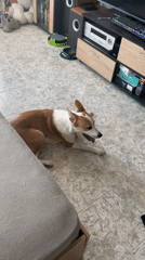 Dog rests panting on floor beside couch in Varna home