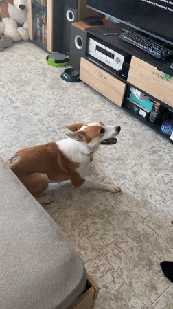 Dog rests panting on floor beside couch in Varna home