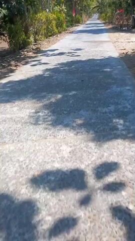 The video shows a person riding a bicycle down a paved road lined with trees and vegetation. The road appears to be in a rural area, possibly in a tropical climate, as suggested by the lush greenery and the bright sunlight. The rider's perspective is from the bicycle, looking forward. Shadows of trees are cast on the road. There are Indonesian flags visible on the side of the road. The bicycle is moving forward at a steady pace. The road surface is a mix of concrete and gravel, with some areas appearing lighter in color due to wear or repairs. The overall atmosphere is peaceful and serene, with the sound of wind and possibly distant nature noises.