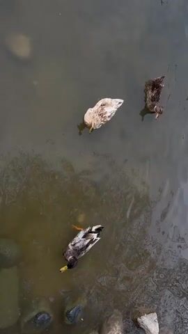 The video shows three ducks swimming in a murky body of water. The camera angle is an overhead shot. Two of the ducks have dark feathers, while the third duck appears to be white or light-colored. Rocks are visible along the water's edge. The water is slightly rippled. The ducks are spaced apart and seem to be paddling leisurely.