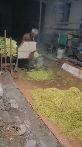 A man is working with a machine in a dimly lit outdoor area. He is operating a wooden contraption that appears to be processing green leafy material. To his right, a large pile of dried, yellow-green leafy material is spread out on a reddish-brown tarp. In front of the man, a stack of green leaves is visible. The overall environment seems to be a rustic or agricultural setting, possibly a processing area for crops like tobacco.