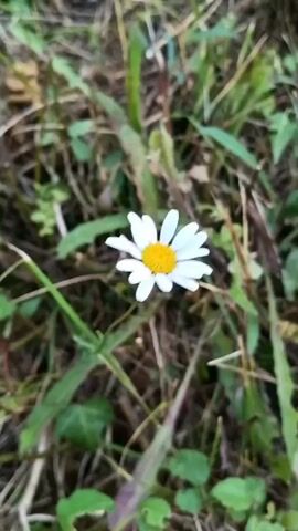 The video shows a close-up of a single daisy in a grassy field. The daisy has white petals and a yellow center. The background is blurry and consists of green grass and some dry leaves. The camera is slightly shaky, suggesting it may be handheld. The lighting is natural, and the overall impression is that of a peaceful, outdoor scene.
