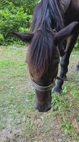 A close-up, slightly shaky video shows the head of a dark-colored horse in an outdoor environment. The horse is wearing a worn, grey fabric halter that appears to be made of multiple straps. The horse's muzzle is dark and wet-looking, with some greenish liquid dripping from it. Several flies are visible on the horse's face and muzzle. The horse's mane is long and dark brown. The background consists of green grass and foliage, with some dry leaves on the ground. The horse's legs and part of its body are visible. The camera angle is low, looking up at the horse.