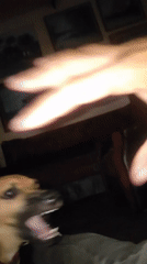 Dog with glowing eyes filmed indoors in Tinaquillo, Venezuela