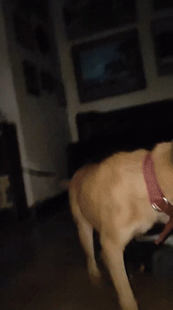 Dog with glowing eyes filmed indoors in Tinaquillo, Venezuela