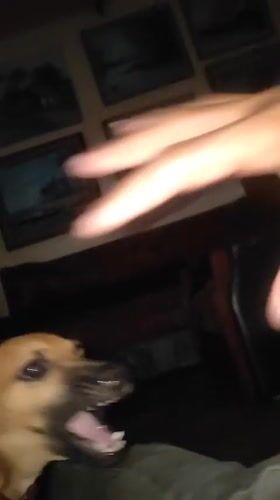 Dog with glowing eyes filmed indoors in Tinaquillo, Venezuela