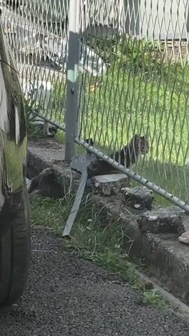 The video shows a tabby cat peeking through a chain-link fence. The cat is partially obscured by the fence and green grass. It appears to be in an outdoor setting, possibly a yard or alleyway, with a concrete curb and gravel on the ground. To the left, a portion of a dark-colored vehicle's tire and fender is visible. In the background, behind the fence, there's a hint of more vegetation and possibly some structures. The lighting suggests it is daytime, and the weather appears to be fair. The cat's posture and gaze seem alert, as if observing something off-camera. There is no discernible text in the visible portion of the video. The overall scene is ordinary and domestic, focusing on the presence of the cat in its environment.