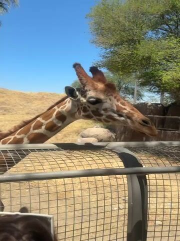 In a daytime video under a bright blue sky, a giraffe is seen in an outdoor enclosure, likely at a zoo or wildlife park in Palm Desert, United States of America. The giraffe's head and neck, featuring its distinctive brown and cream-colored spotted coat, are prominent in the foreground. It appears to be interacting with people, as human hands are visible reaching out towards it. At one point, two hands clap together near the fence, seemingly in excitement. The giraffe's head is close to the metal mesh fence that separates it from the onlookers. In the background, there is dry, hilly terrain, some green trees, and parts of the enclosure's rock-like structures. The bright sunlight suggests a clear, sunny day.