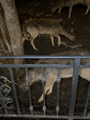 Nighttime deer feeding captured at Tsakhkadzor wildlife enclosure