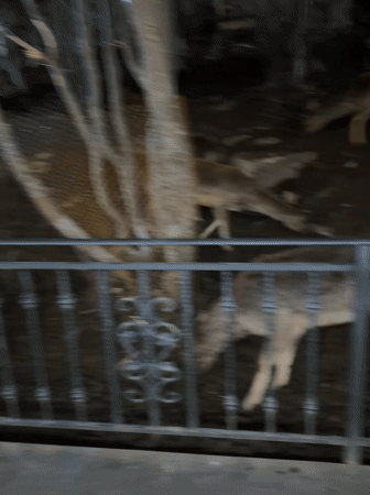 Nighttime deer feeding captured at Tsakhkadzor wildlife enclosure