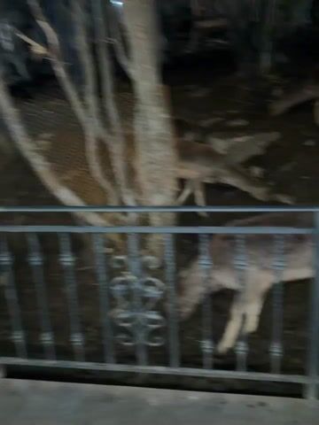 The video shows a group of deer enclosed within a fenced area. There are at least four deer visible, varying in shades of brown. One deer is notably closer to the camera and has antlers. The ground within the enclosure appears to be muddy. The enclosure consists of a combination of metal fencing and wire netting around a tree. The scene is dimly lit, suggesting it may be nighttime.