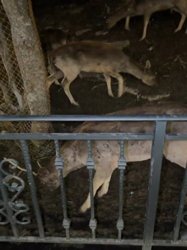 Nighttime deer feeding captured at Tsakhkadzor wildlife enclosure