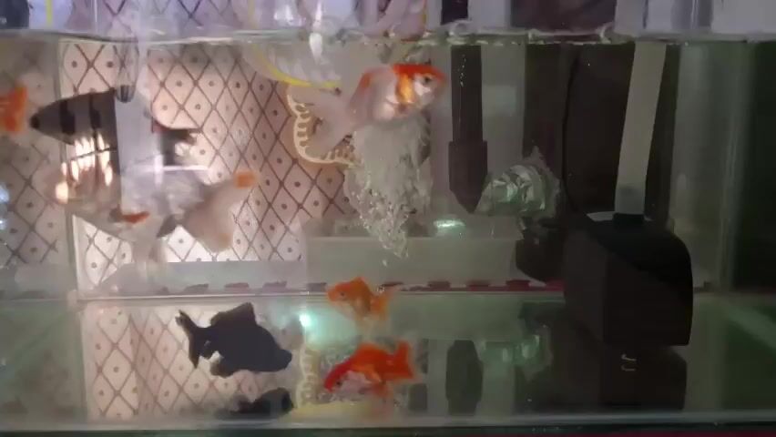 The video shows an aquarium with several goldfish and what appear to be black moor goldfish. The tank has a patterned background and a black filter or bubbler on the right side. The fish are swimming around in the water, some near the surface and others closer to the bottom. There are bubbles rising from the bubbler, indicating aeration in the tank. The lighting in the video is somewhat dim, but the fish and tank contents are visible. The camera appears to be stationary, capturing the activity within the aquarium.
