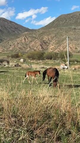 The video shows a brown horse and a foal in a grassy field, with mountains in the background. The foal is lighter in color than the horse. They are close to each other, possibly nuzzling. The horse walks, grazing. There is a light-colored utility pole in the middle ground, and some rocks and sparse trees scattered around. The sky is blue with some fluffy white clouds. The grass is a mix of green and dry, brown patches.