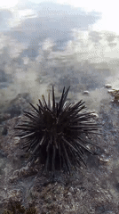 Sea urchin spotted on North Kuta shore