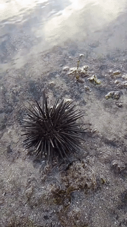 Sea urchin spotted on North Kuta shore