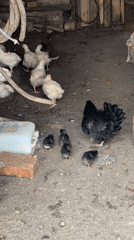 Black hen and chicks observed in rural Bulgaria farmyard