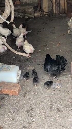 Black hen and chicks observed in rural Bulgaria farmyard