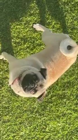 Here's a concise description of the video:

A pug lies on its back in a patch of green grass, paws in the air. The dog is light brown with a black face. A shadow of a person is cast on the grass next to the dog.