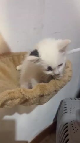 A small, white kitten with a black spot on its head sits in a fuzzy, beige cat bed. The kitten has black markings around its eyes and is cleaning its paw and licking it. A white wall forms the background. A radiator is visible in the lower right corner of the frame. An audible voice is heard in the background.