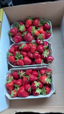The video shows a cardboard box containing three cardboard containers of ripe strawberries. The strawberries are bright red and have green stems. The box is likely inside of a car, as part of the seat is visible.