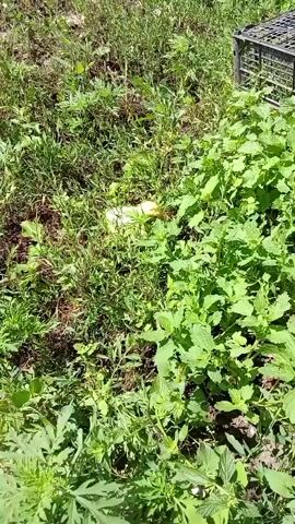 A white fluffy object is partially obscured by bright green foliage. A tiny yellow duckling emerges from the foliage on the right side of the frame. The environment appears to be a grassy area with some sort of black cage or crate visible in the upper right corner.