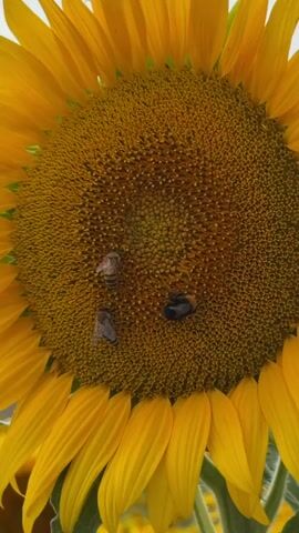 This is a close-up, vertical video of a large, bright yellow sunflower. Three bees are actively foraging on the center disk of the sunflower, which is packed with many small seeds. The bees are visible in various positions, some moving across the disk, others appearing to be stationary. The sunflower's petals are prominent around the edges of the frame. The background is blurred, suggesting a natural outdoor environment, possibly a field of sunflowers. The video is short, showing slight movements of the bees and the sunflower head.