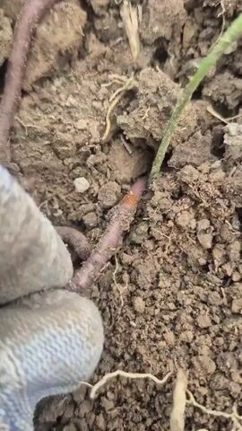 The video shows a close-up of several earthworms in dark soil. A gloved hand is visible on the left side, gently touching one of the worms. The earthworms are reddish-brown and appear to be moving. The soil is clumpy and contains small roots and debris. There is a small green seedling emerging from the soil in the upper right portion of the frame.