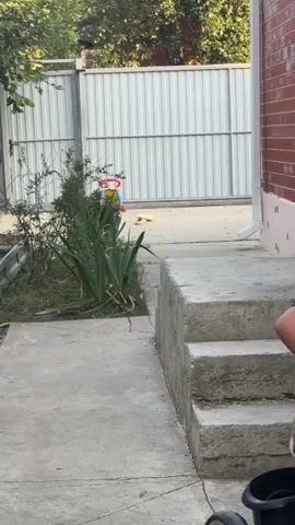A small brown French bulldog is playing in a backyard. The dog is seen running towards a child on a scooter. The backyard is paved with concrete and has a small garden with some plants. There is also a fence and a brick wall in the background. The dog appears to be happy and playful.