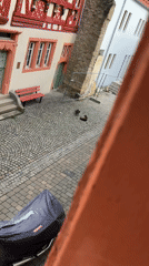 Two cats spotted in German village courtyard