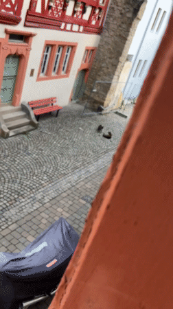 Two cats spotted in German village courtyard