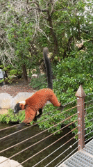 Visitor documents afternoon wildlife viewing at Valencia's Bioparc zoo