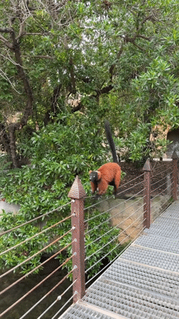 Visitor documents afternoon wildlife viewing at Valencia's Bioparc zoo
