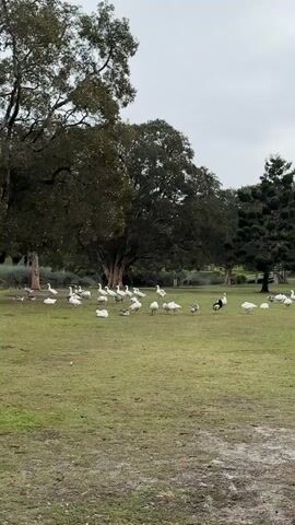 The media file shows a serene outdoor scene in Potts Point, Australia, featuring a flock of geese gathered on a grassy field. The geese, predominantly white with some gray and black markings, are spread across the lawn, with some standing and others resting. The setting is lush and green, with large, mature trees providing a natural canopy in the background. One particularly large tree dominates the center-left of the frame, its branches reaching outwards. To the right, a tall, conical evergreen tree stands out. The ground appears slightly damp in places, suggesting recent rain or morning dew. The sky is overcast, indicating a cloudy day. The overall mood is peaceful and natural, capturing a moment of quiet coexistence between wildlife and the landscape. There is no visible text in the media file.